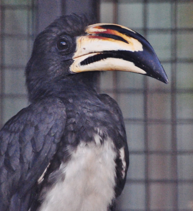 African pied hornbill